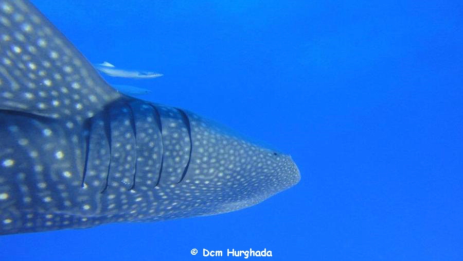 Euro Divers Whaleshark 0649